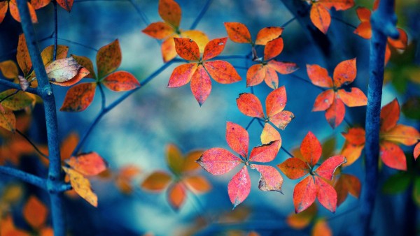 Осень, оранжевые листья, фоны, картинки, природа