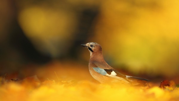 Download Autumn Leaves Yellow Bird Desktop Backgrounds
