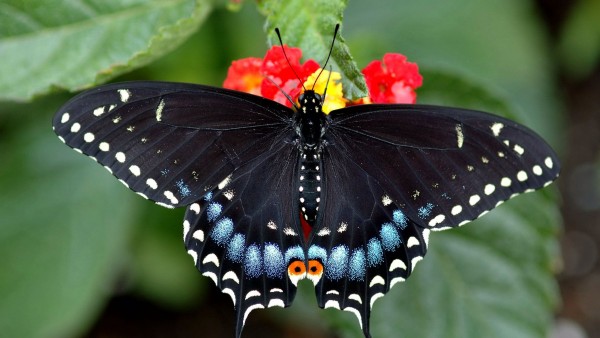 чёрная бабочка