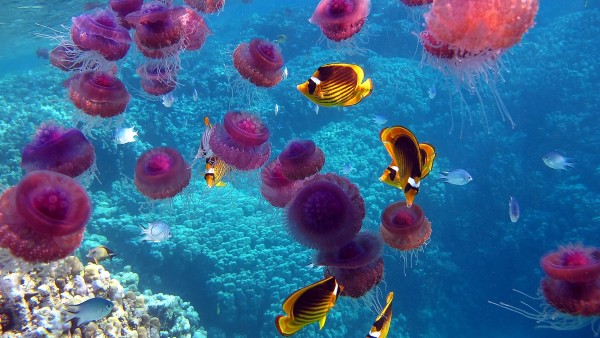 Рифы, медузы, рыбки, кораллы