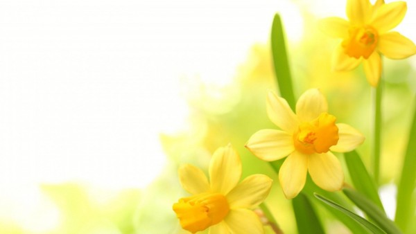 Plants narcissus yellow flower wallpaper desktop high resolution