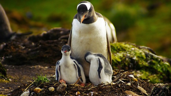 Пингвин с двумя птенцами в гнезде