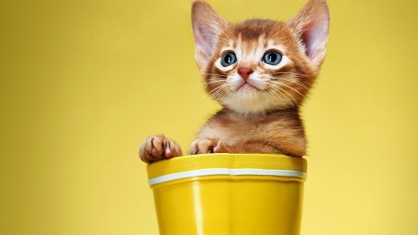 Маленький рыжий котенок в желтом стакане