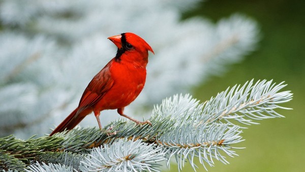 Красивая птичка - Красный кардинал