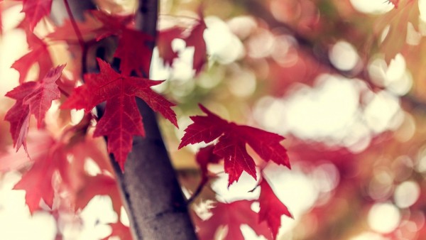 Красные кленовые листья обои осени