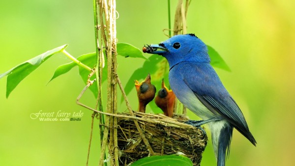 Синяя птичка сидит в гнездышке и кормит птенцов