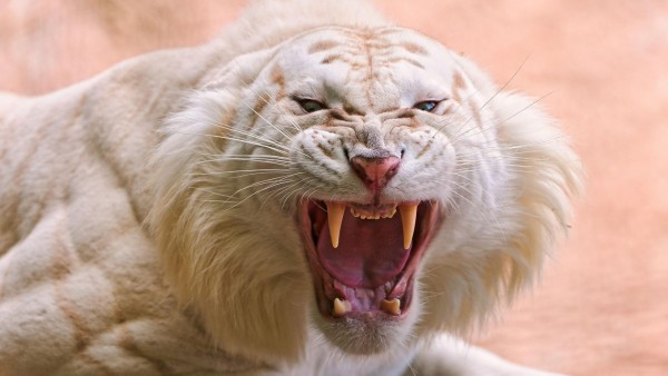Рык тигра альбиноса фото