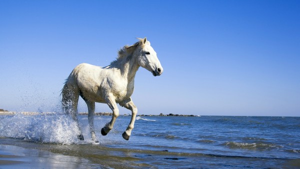 Белая лошадь на морском пляже картинки