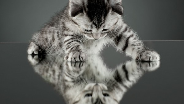 Маленький котик на зеркальном полу скачать обои