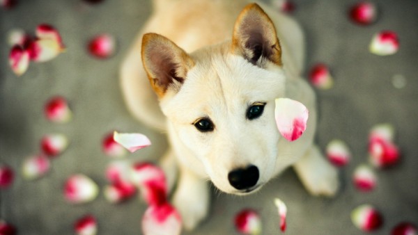 Собака на фоне падающих лепестков цветов обои hd