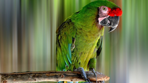 Симпатичный зеленый попугайчик 