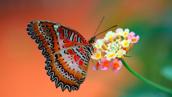 Бабочка на цветке заставки на рабочий стол скачать