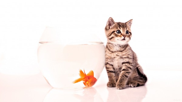 Котёнок с рыбкой обои