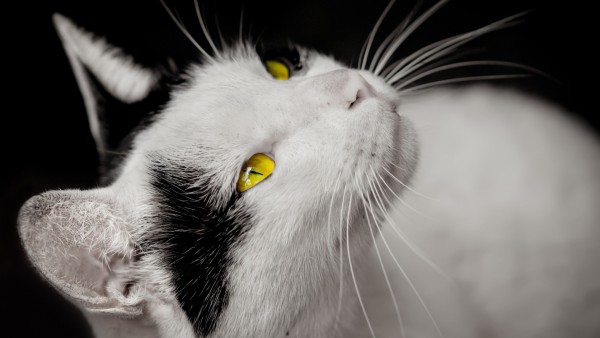 Кот с желтыми глазами скачать заставки на рабочий стол