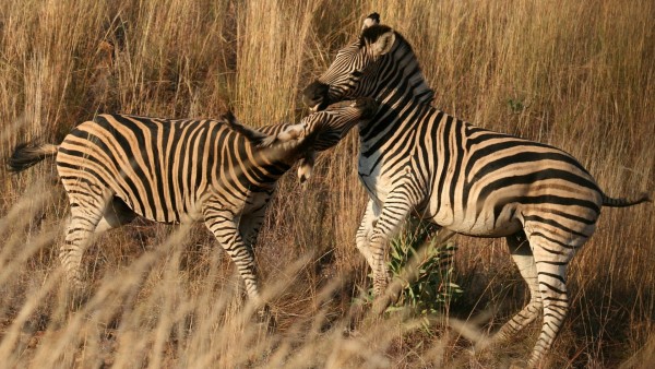Две мадагаскарские зебры обои