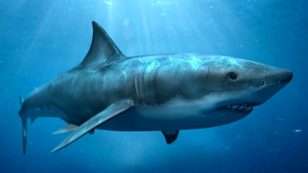 Большая белая акула фото