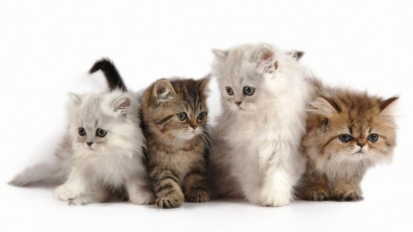 Четыре маленьких котёнка обои