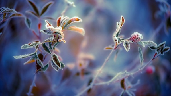 Ледяной цветок широкоформатные заставки скачать
