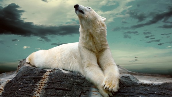 Белый полярный медведь картинки