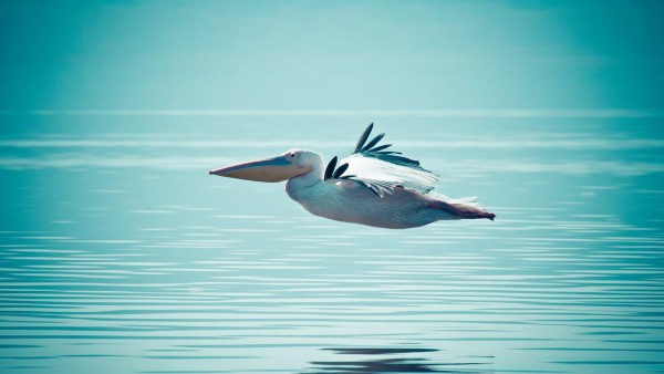 Красивый пеликан над водой в полете обои hd