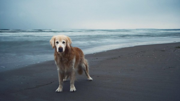 Собака друг человека на пляже обои hd