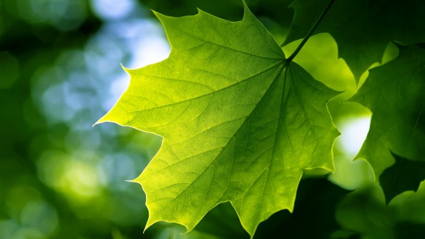 Зеленый лист клена на дереве обои hd