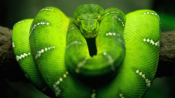 Зеленая змея обои hd