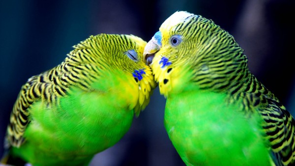 Волнистые попугайчики фото