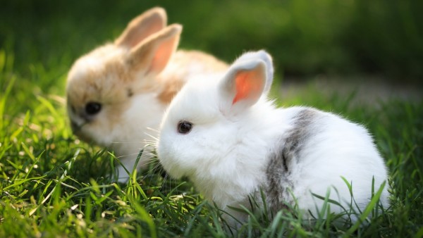 Два маленьких милых кролика