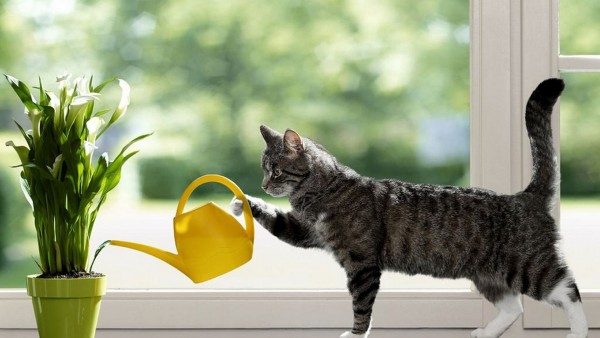 Кот поливает цветы