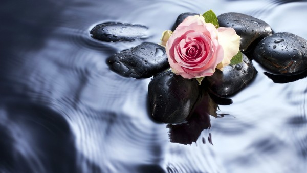 Роза на камушке, вода фото