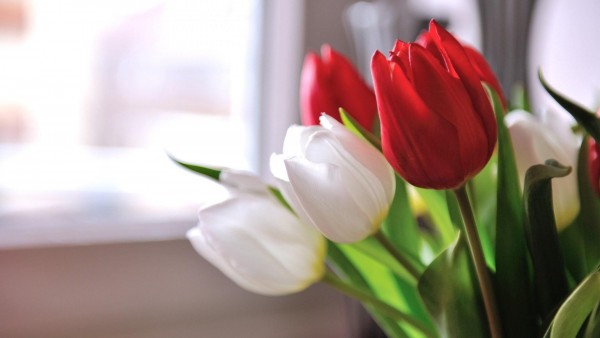 Цветы белые и красные тюльпаны картинки на рабочий стол