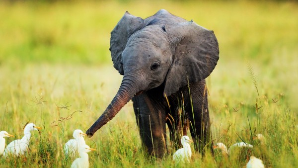 Слоненок фото