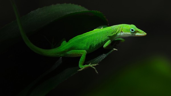 Небольшая яркая зеленая ящерица