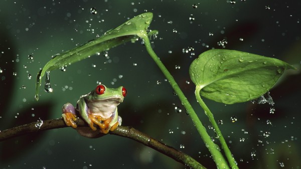 Фото зеленой лягушки под дождем