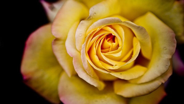 Желтая роза заставки на рабочий стол hd