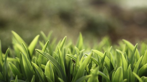 Макро снимок зелененькой травки