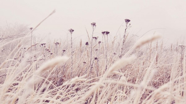 Трава, мороз, снег, природа, зима, hd, заставки