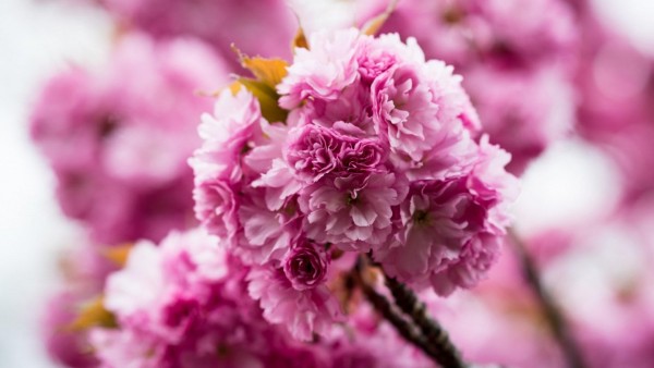Spring pink flowers nature wallpaper high resolution hd