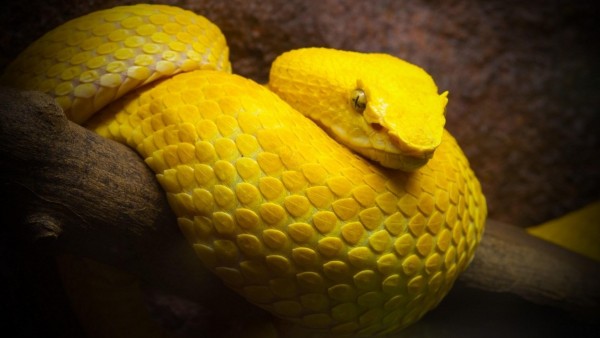 Фото желтой змеи