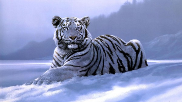 Фото сибирского тигра в снегу