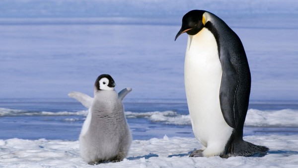 Дайвинг в Антарктике пингвины