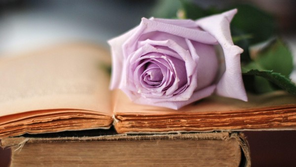 Роза цветок на книге картинки для рабочего стола скачать