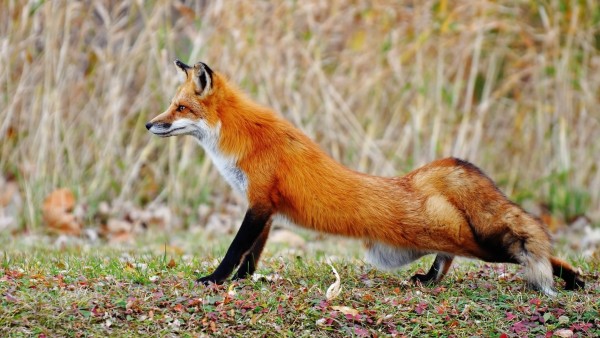 Рыжая лисичка с пушистым хвостиком