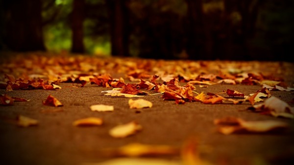Осенняя аллейка в парке обои