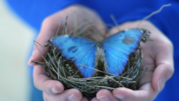 Голубая бабочка в гнезде скачать картинки бесплатно