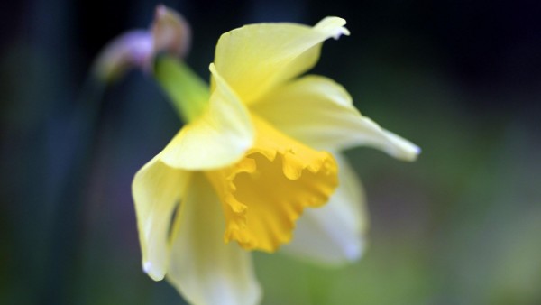 Нарцисс макро цветок желтый картинки для рабочего стола скачать
