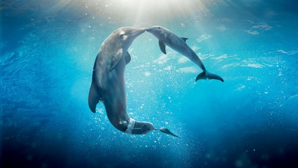 Дельфины подводный мир картинки для рабочего стола скачать