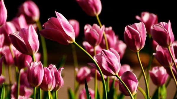 Розовые тюльпаны картинки для рабочего стола скачать