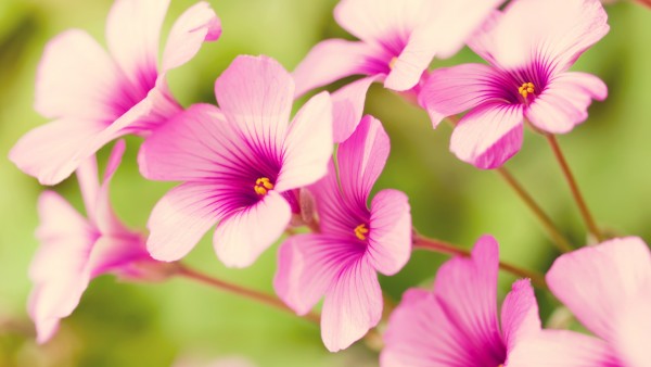 Фиолетовые вербены цветы картинки для рабочего стола скачать